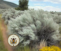 SAND SAGEBRUSH, US SOUTHWESTERN NATIVE, HABITAT RESTORATION, ARTEMISIA FILIFOLIUS
