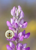 ARIZONA LUPINE, LUPINUS ARIZONICUS