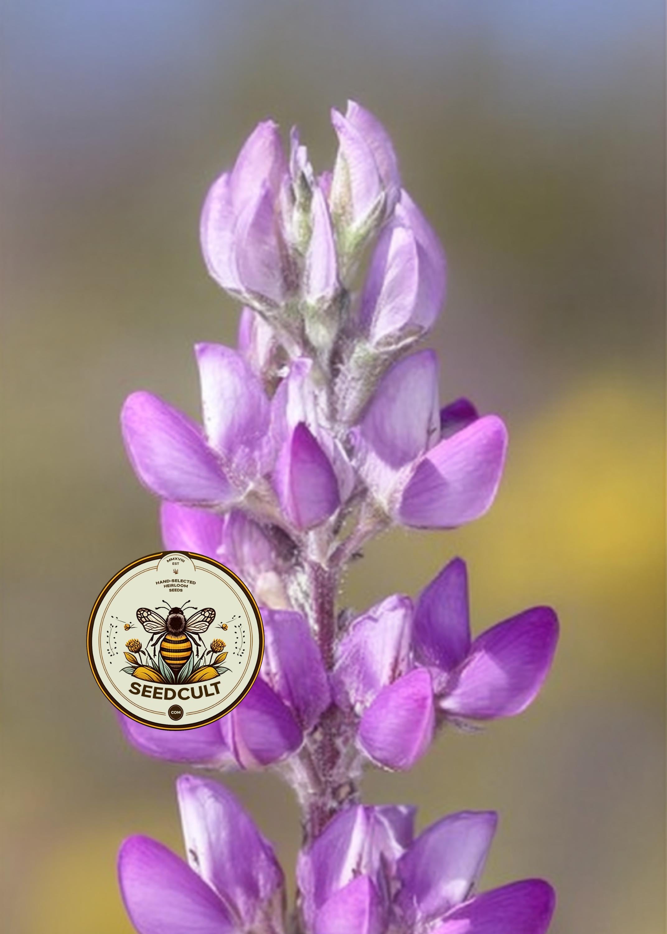 ARIZONA LUPINE, LUPINUS ARIZONICUS