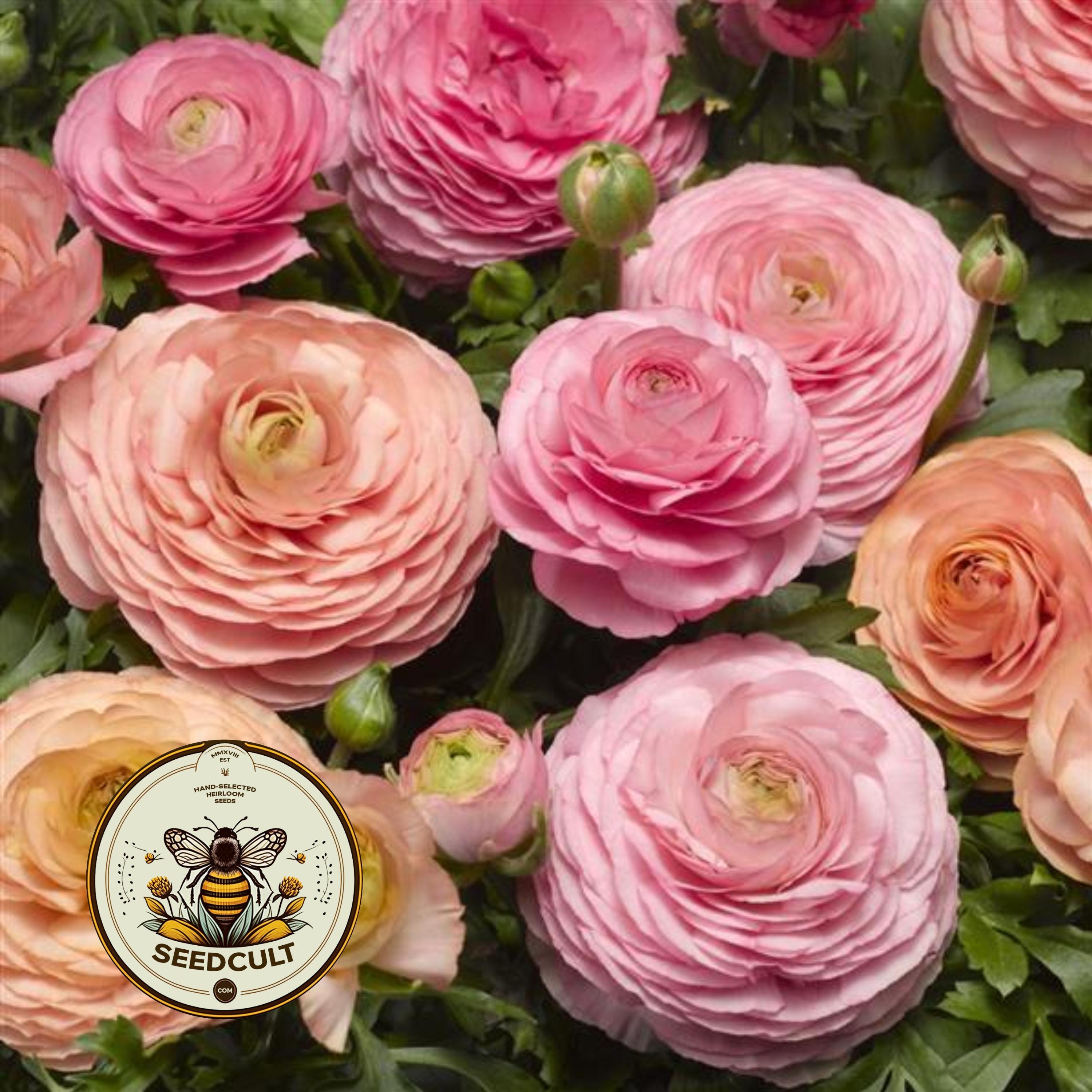NEW! Magic Pink Peach Ranunculus Seeds, Ranunculus Asiaticus, RN0120