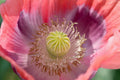 Ziar Floral Poppy Seeds, PS341CR