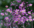Meadow Rue Seeds, Thalictrum Rochebrunianum TH2020