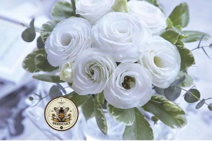 WHITE CROMA 2 LISIANTHUS, CUT FLOWERS, EUSTOMA GRANDIFLORUM