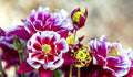 Winky Double Red-White Columbine Seeds, Double Flowering Shade Perennial, Aquilegia Vulgaris AQ1310