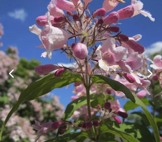Beauty Bush Seeds, Kolkwitzia Amabilis KO0115