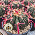 Devil's Tongue Barrel Cactus