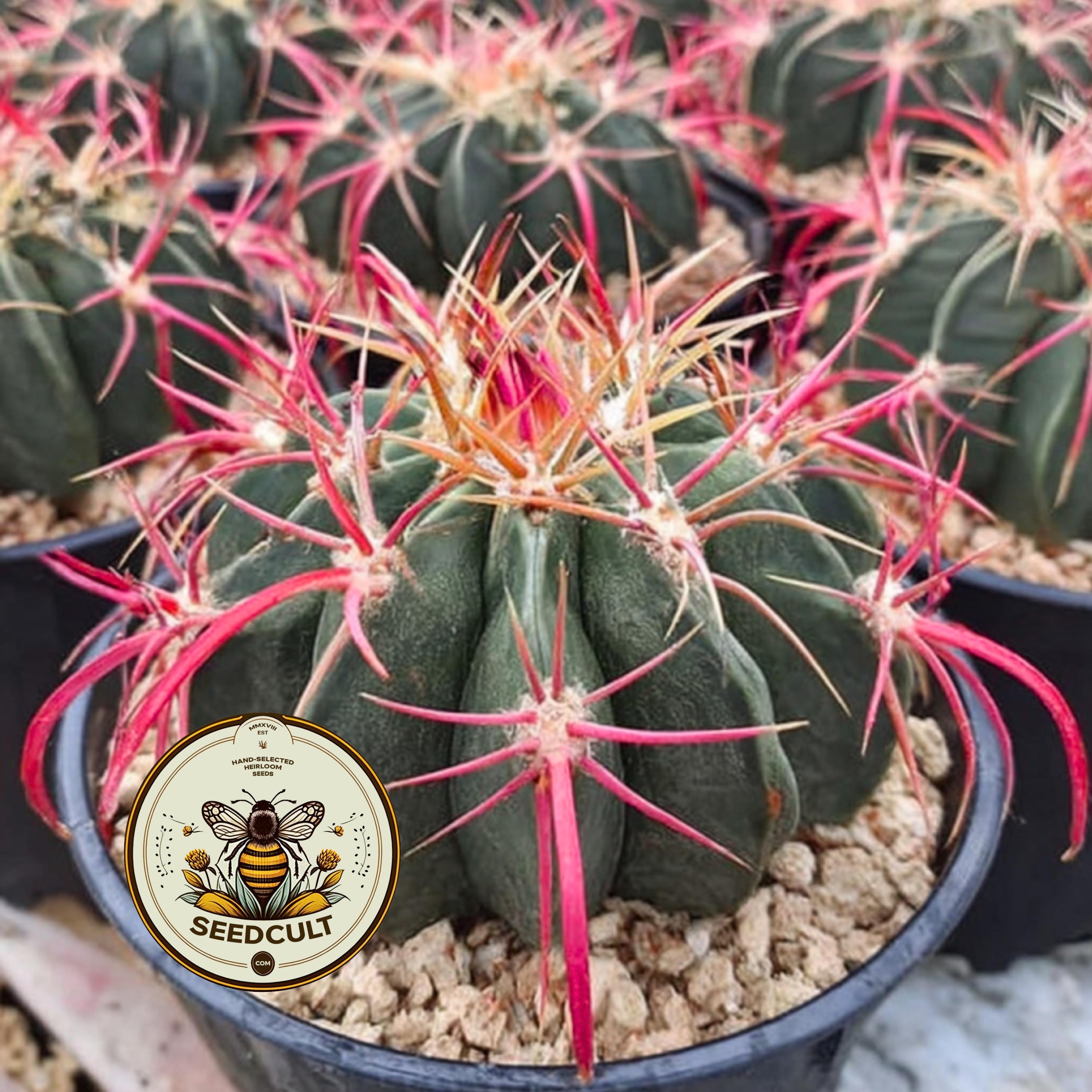 Devil's Tongue Barrel Cactus