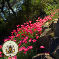 Carmine King California Poppy Seeds, Eschscholzia Californica, Pink Poppies EZ022C