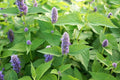 Bulk Peppermint Seeds, Mentha Piperita, Culinary Herbs MT011C