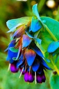 Cerinthe Major, Pride of Gibraltar, Honeywort Seeds, Blue Shrimp Plant, Purpurascens CM0110