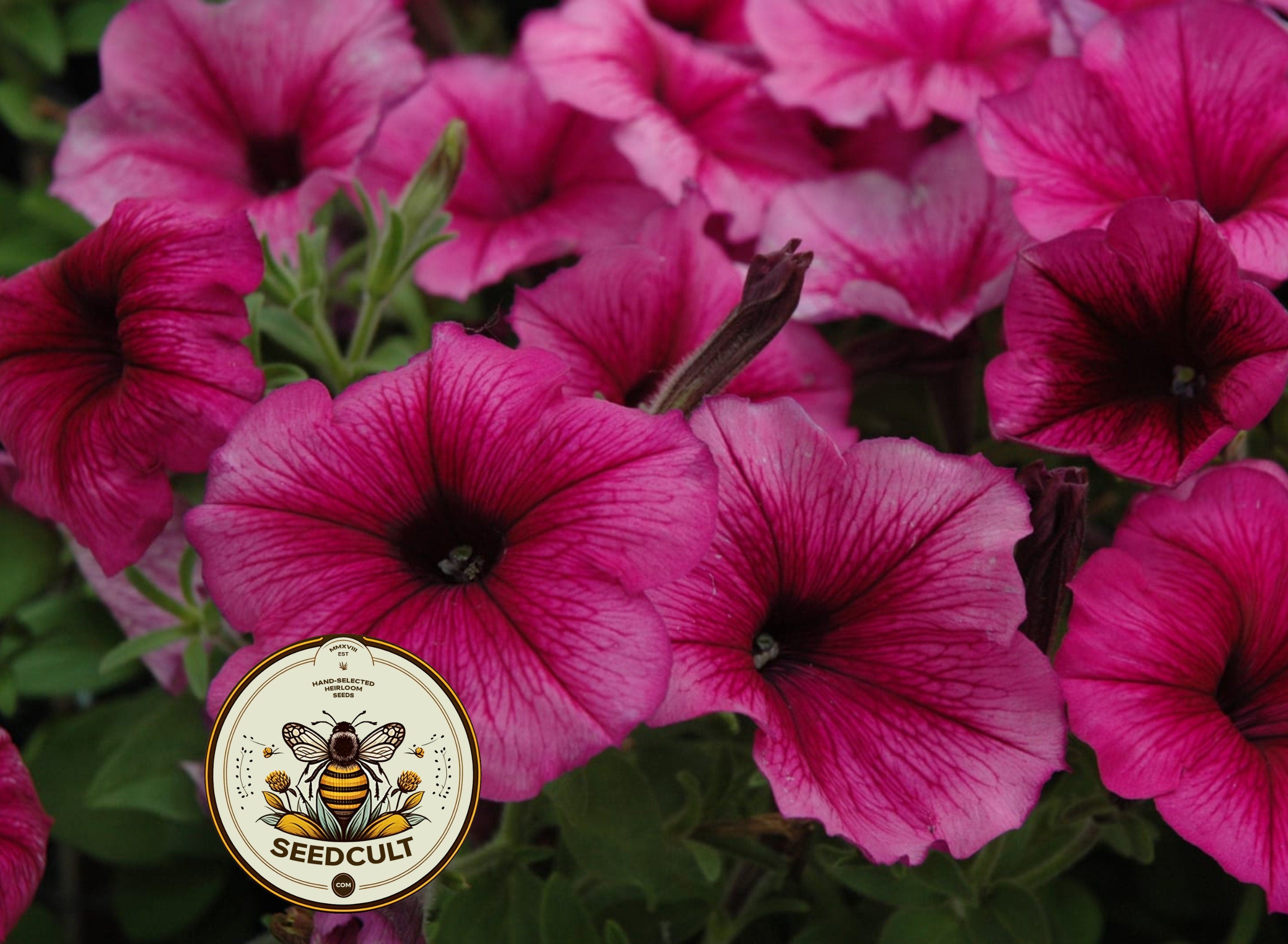 Hurrah Plum Petunia Seeds, Pelleted for easier sowing and germination, Petunia Hybrida PE6925P