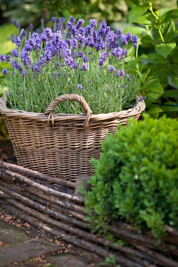 English Lavender seeds, Lavandula Augustifolia, Vera LA011C