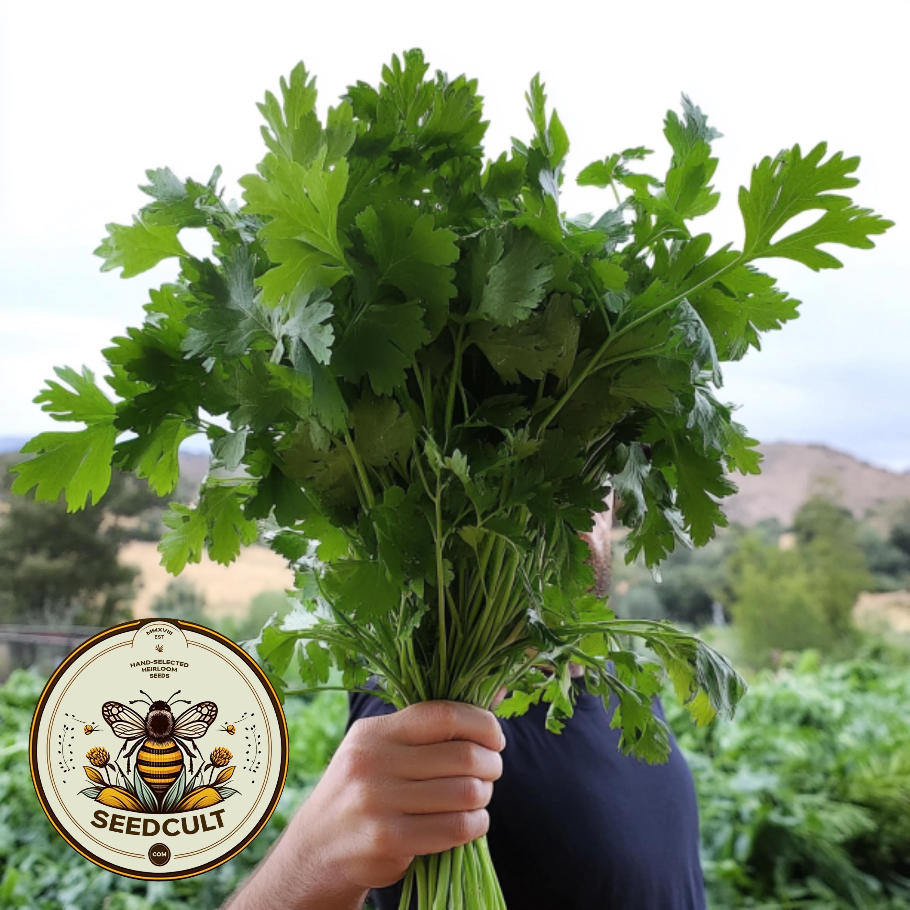 Giant of Italy Flat Italian Parsley Seeds, Petroselinum Crispum var Neapolitanum, Medicinal Culinary Herb PE411C