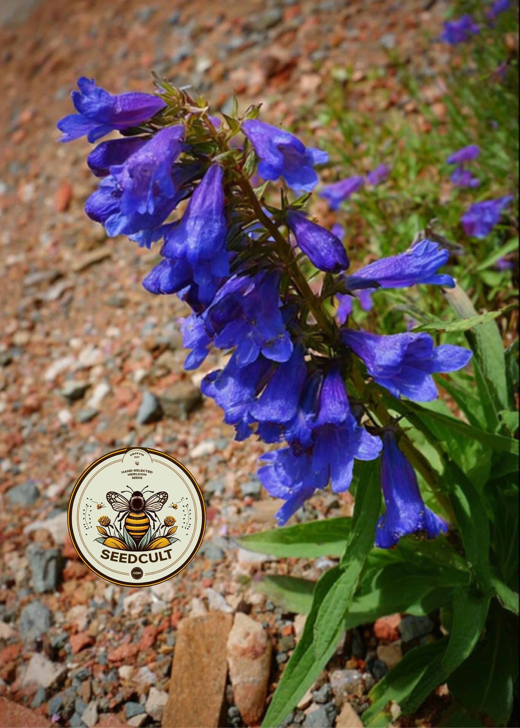 SAWSEPAL PENSTEMON