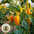Pumpkin Spice Jalape√±o Seeds, Organic Hot Peppers, Jalapeno, Capsicum Annuum CH2710