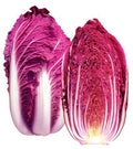 Red Dragon Chinese Cabbage Seeds, Organic Brassica rapa subsp. pekinensis, Napa Cabbage BR0420
