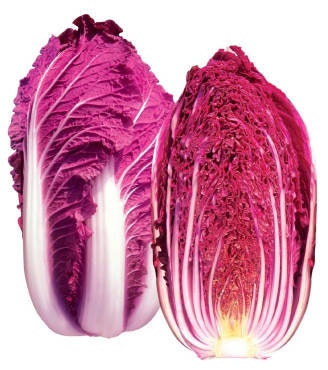 Red Dragon Chinese Cabbage Seeds, Organic Brassica rapa subsp. pekinensis, Napa Cabbage BR0420