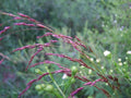 Bulk 200 Native Purple Top Grass Seeds, Tridens Flavus, Ornamental Grasses, TD202C