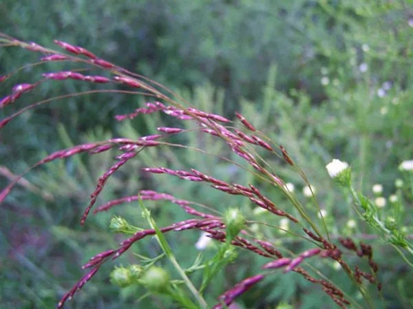 Bulk 200 Native Purple Top Grass Seeds, Tridens Flavus, Ornamental Grasses, TD202C