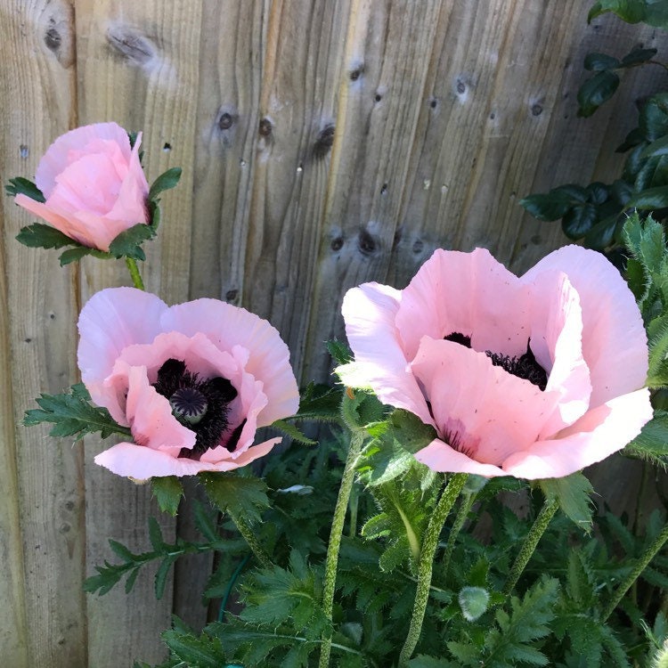 50 Queen Alexandra Oriental Poppy Seeds, Papaver Orientale, Salmon Pink with Purple PO0450R