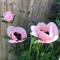 50 Queen Alexandra Oriental Poppy Seeds, Papaver Orientale, Salmon Pink with Purple PO0450R