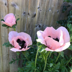 50 Queen Alexandra Oriental Poppy Seeds, Papaver Orientale, Salmon Pink with Purple PO0450R