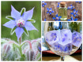 Blue Borage Edible Flower Seeds, Ice Cube Flowers, Medicinal, Organic Blue Borage Officinalis BO0120