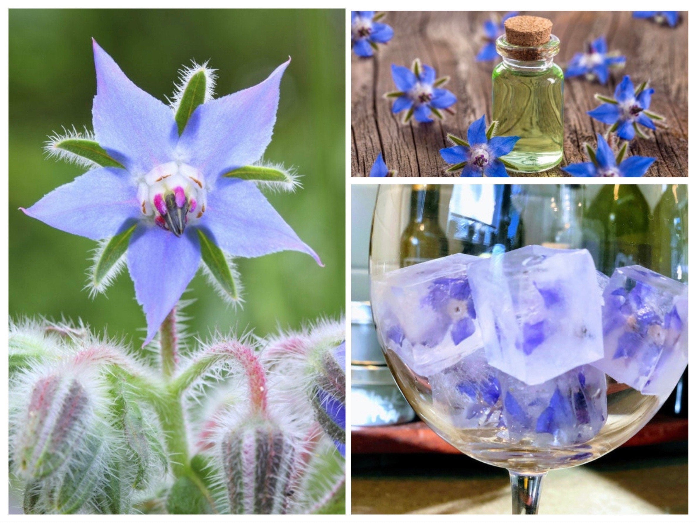 Blue Borage Edible Flower Seeds, Ice Cube Flowers, Medicinal, Organic Blue Borage Officinalis BO0120