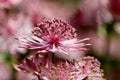 Astrantia Major Rose Symphony Seeds, Masterwort, Hattie‚Äôs Pincushion AS0320