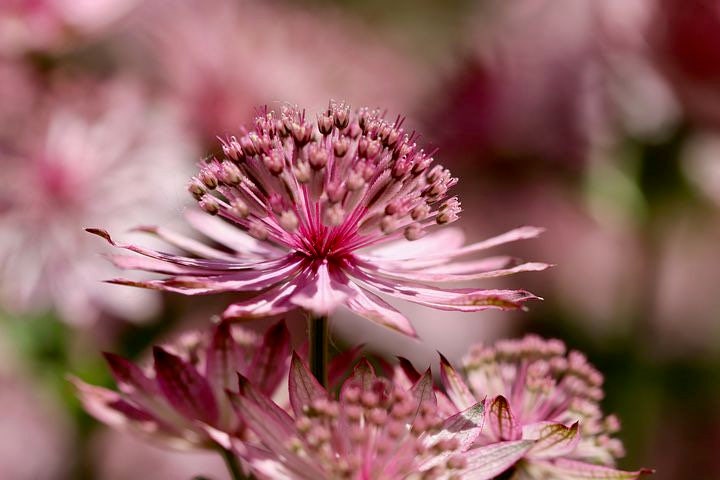 Astrantia Major Rose Symphony Seeds, Masterwort, Hattie‚Äôs Pincushion AS0320