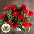Strawberry Fields Gomphrena Seeds, Globe Amaranth GO0620
