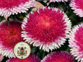 Pink Moon Aster Seeds, Hi-No-Maru Aster Callistephus Chinensis CU8640