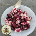 Wild Jungle Amazon Peanut Seeds for Planting, Arachis Hypogaea AR0110