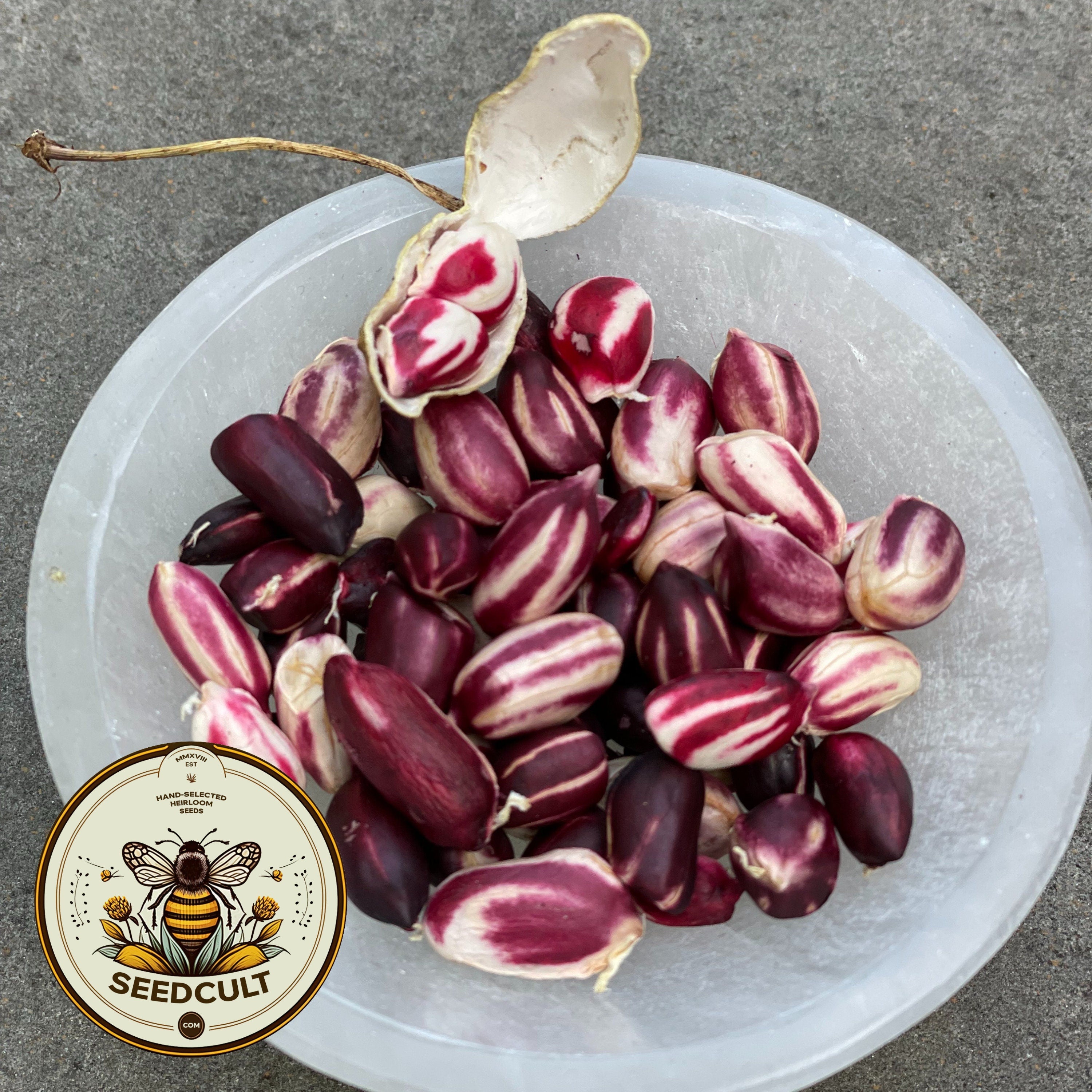 Wild Jungle Amazon Peanut Seeds for Planting, Arachis Hypogaea AR0110