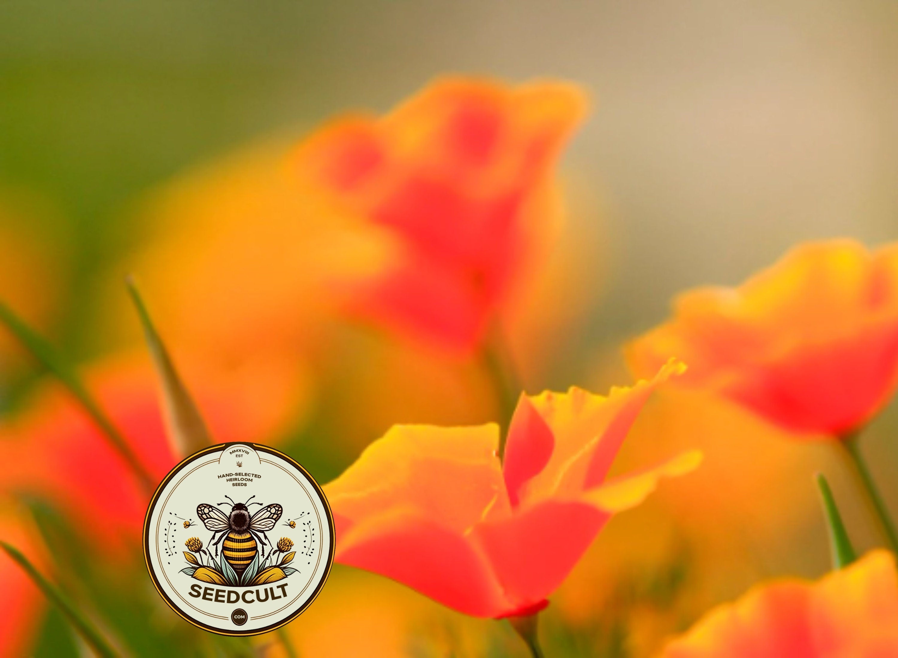California Poppy Seeds, Eschscholzia Californica, Orange Poppies EZ012C