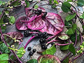 Red Malabar Spinach Seeds, Hot Climate Plants, Basella alba BA0150