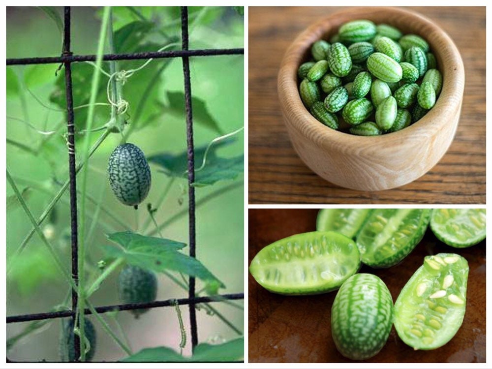 Cucamelon Vine Seeds, Mouse Melon, Tiny Cucumbers, Melothria scabra ME0110