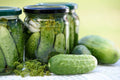 Organic National Pickling Cucumber Seeds, Organic Curcumis Sativus CU0420
