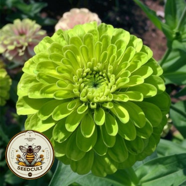 50 Green Envy Zinnia Seeds, Zinnia Elegans ZE0450