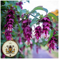 Himalayan Honeysuckle Seeds, Gold Leaf, Leycesteria Formosa, LE3025