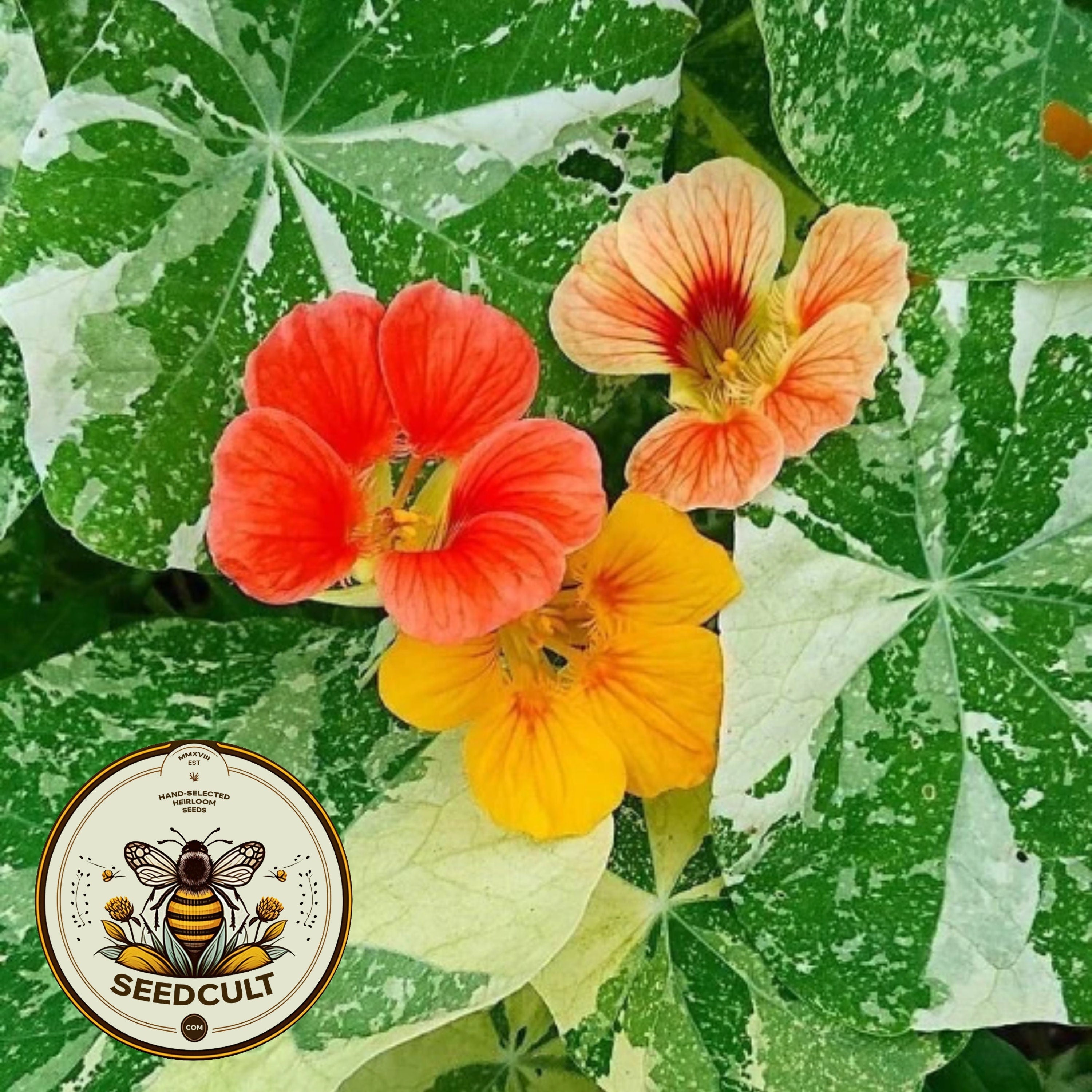 Variegated Nasturtium Seeds, Alaska Mix, Edible Flowers, Tropaeolum majus TR0125