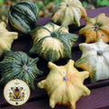 NEW! Crown of Thorns Squash Seeds, Cucurbita Pepo, Winter Squash CB1025