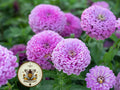 50 Lavender Giant Zinnia Seeds, Largest Giant Zinnias, Zinnia Elegans ZE2550