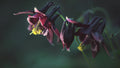 Black Columbine Seeds, Flowering Shade Perennial, Aquilegia Atrata AQ0120