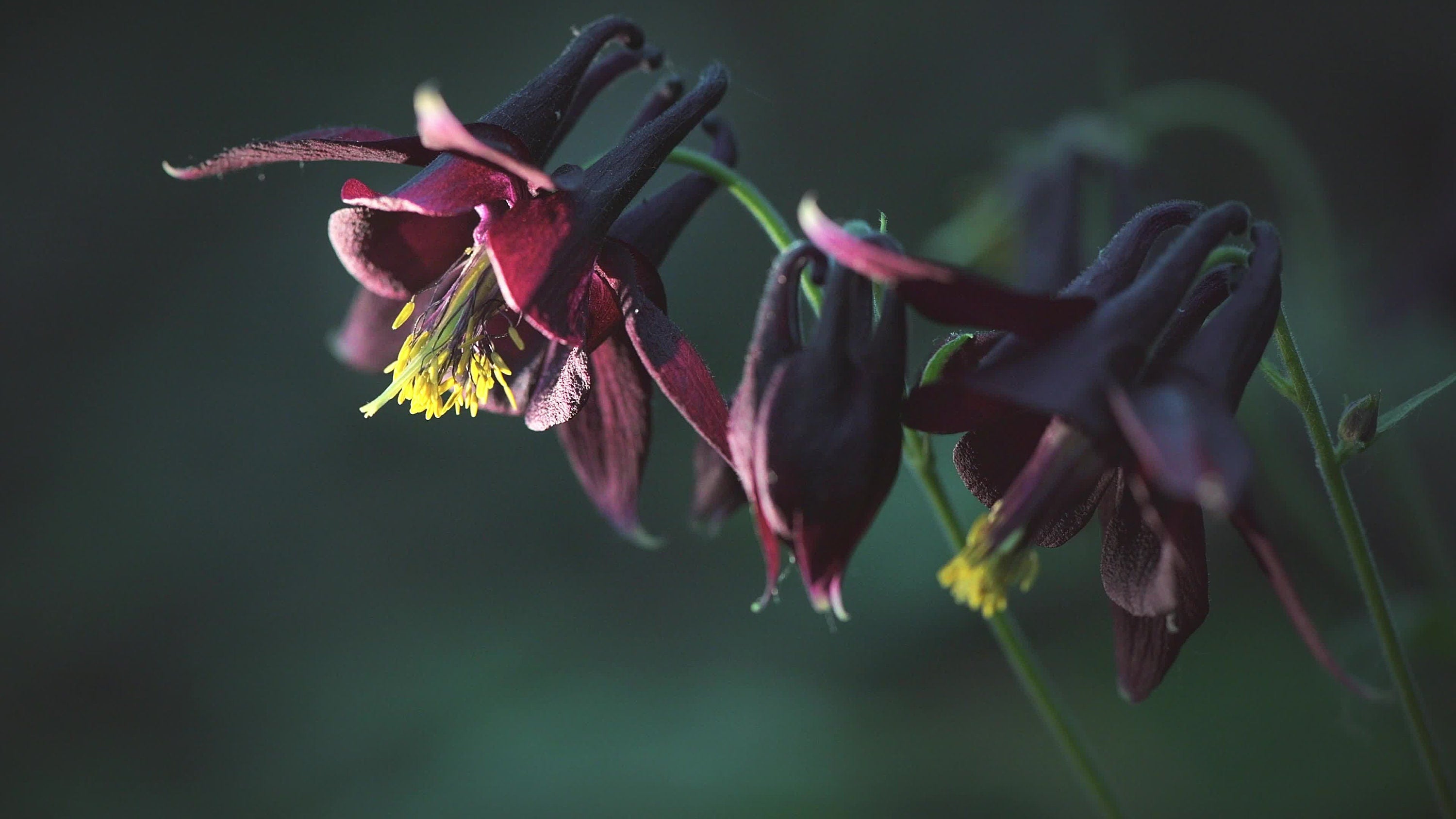 Black Columbine Seeds, Flowering Shade Perennial, Aquilegia Atrata AQ0120