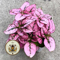 Pink Polka Dot Plant Seeds, Indoor Live House Plant, Hypoestes Phyllostachya, Perennial HY0110