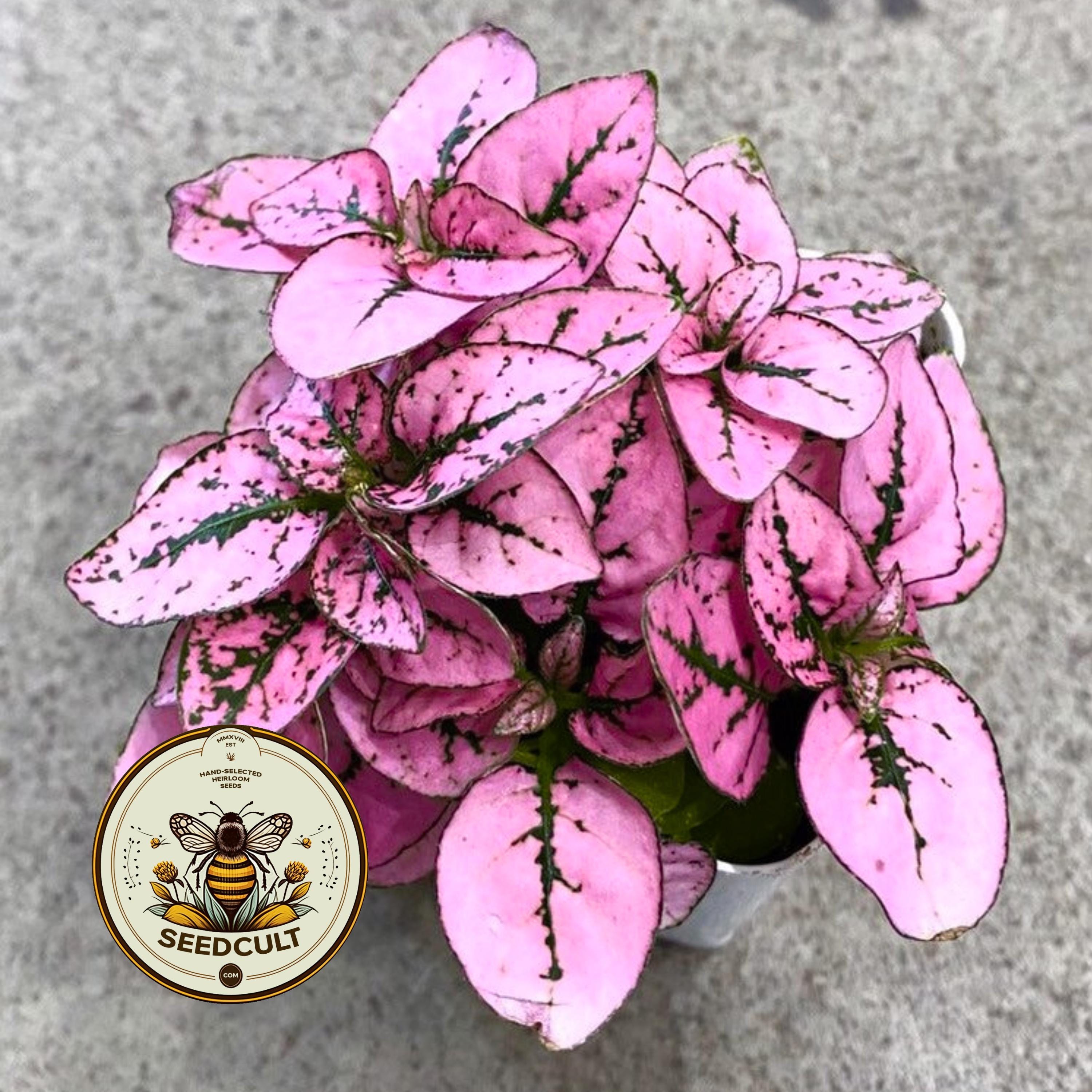 Pink Polka Dot Plant Seeds, Indoor Live House Plant, Hypoestes Phyllostachya, Perennial HY0110