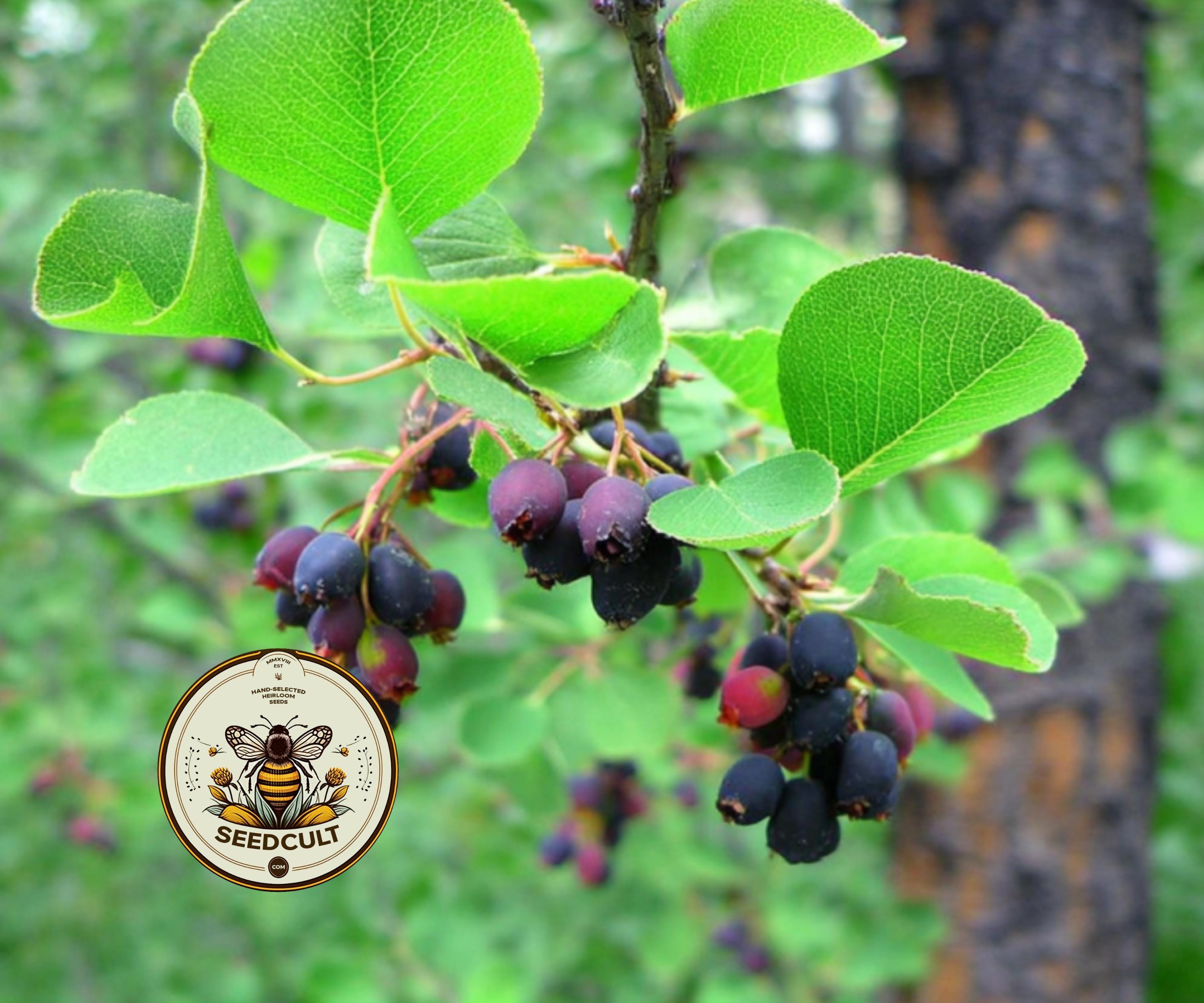 SERVICEBERRY