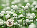 White Mix Gomphrena Seeds, Globe Amaranth GO1220