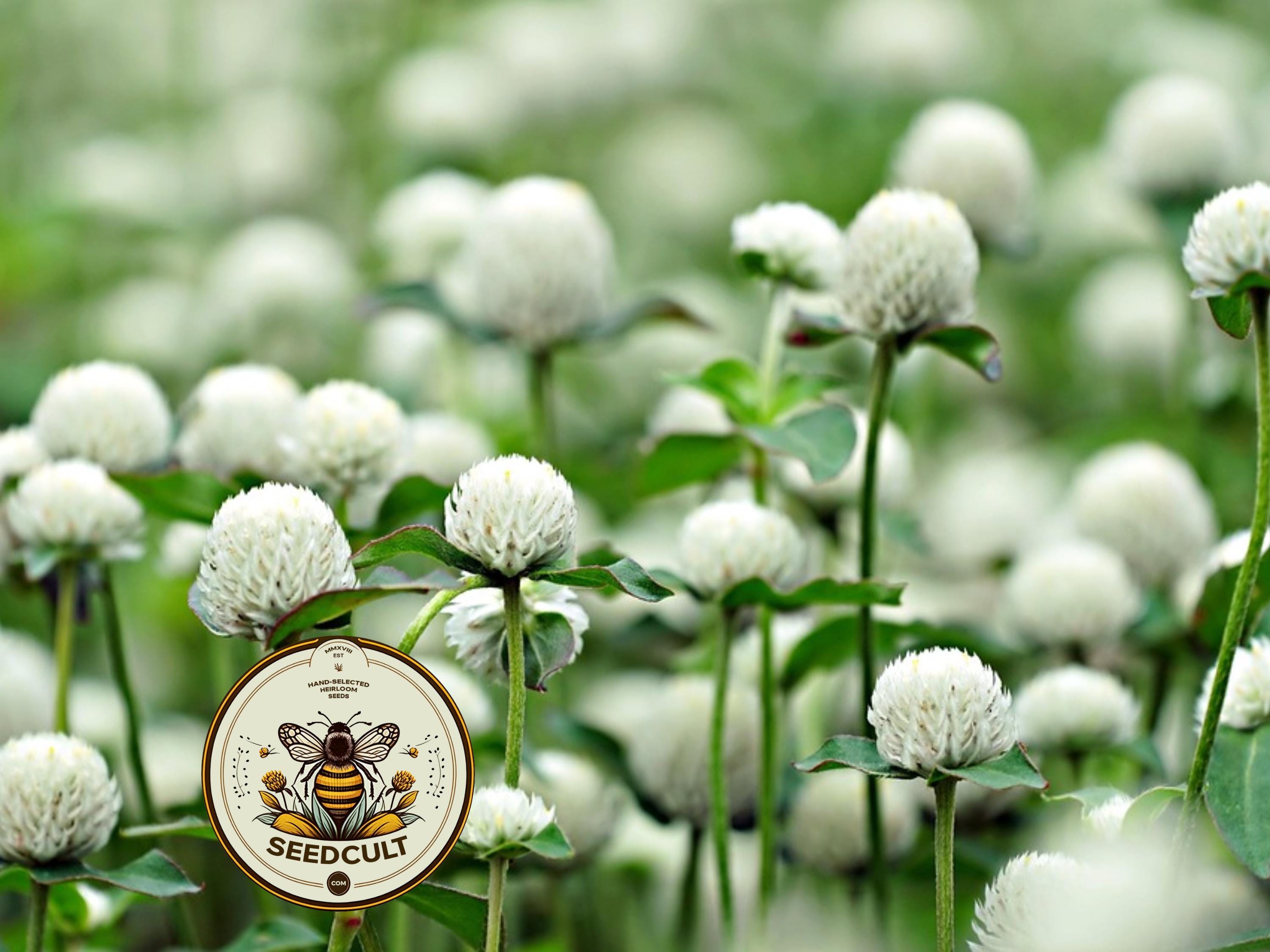 White Mix Gomphrena Seeds, Globe Amaranth GO1220